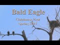 Bald Eagle Nest - Bitterroot Valley