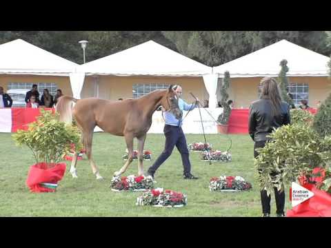 N.56 HEIFA GYO - Arezzo 2015 - Fillies 1 year old (Class 7A)