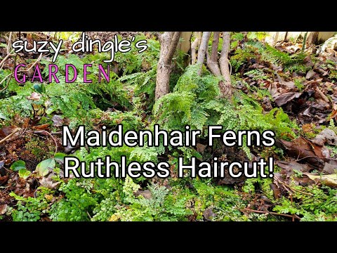 Who Else Wants a LUSH Patch of Evergreen Maidenhair Ferns?