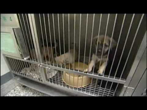 公共電視 我們的島 ─流浪動物之死，誰之過？(原發表者:lair77)(綜合討論)