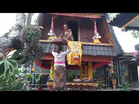 menghaturkan Banten Cau di lumbung padi / jineng di Bali