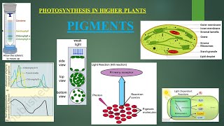 chlorphyll pigments, light rxn I part 2#photosynthesis I chap11 I cls11th#biology#ncert#plantscience