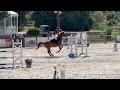 Vente poney de sport