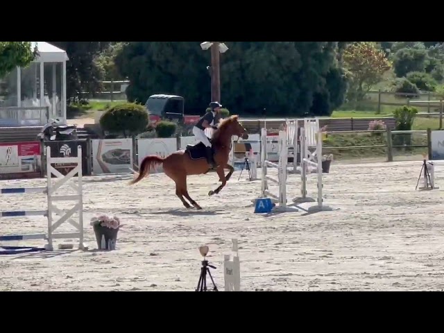 Vente poney de sport