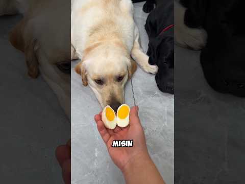 Neden her işi hep ben yapıyorum? Şimdi sıra Rocky'de! 🐾😂 #shorts