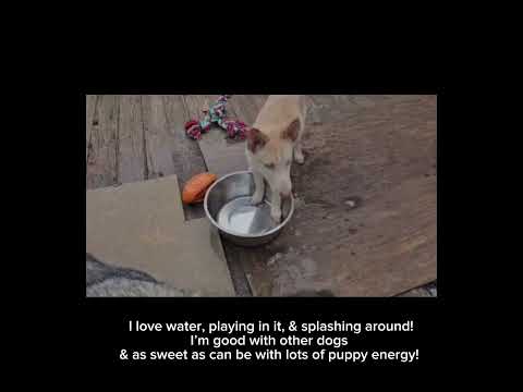 CHANEL (PUPPY), an adoptable Husky & German Shepherd Dog Mix in Greeneville, TN_image-1