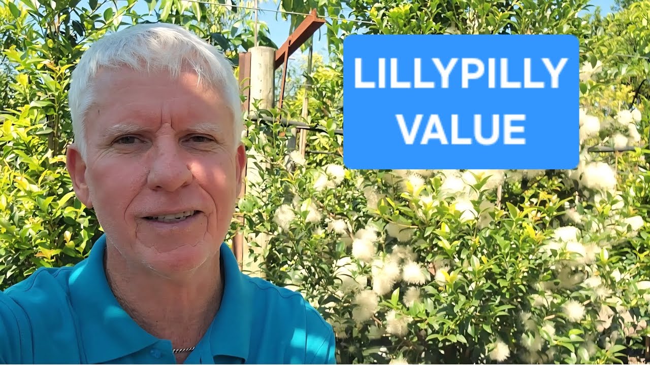 The Value of Lillypillies