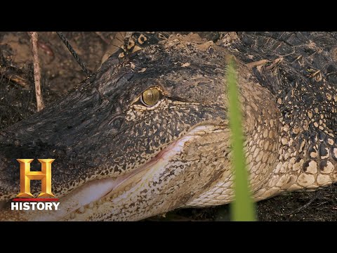 沼の人々。トロイ・ハンツ・ジャイアント・ゲイター・オン・ネイバーズ・ランド（シーズン11）｜歴史 (Swamp People: Troy Hunts Giant Gator on Neighbor's Land (Season 11) | History)