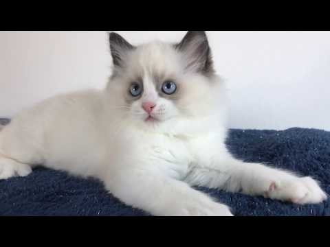 Aquamarinedolls Simba 2019.01.11 9 hetes