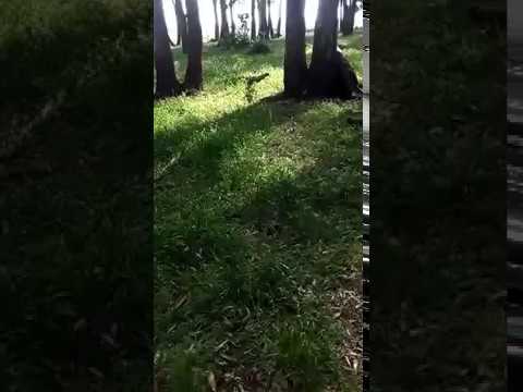 Lo Gnomo Armato di Ascia è siciliano?