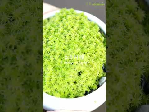 テラス、パティオ、バルコニーを美しくする、メンテナンス不要の屋外用鉢植えは何ですか?  庭園