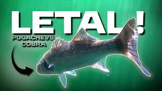 ROCKFISHING || PUGACHEV'S COBRA 60 - FRENESÍ a TOP WATER