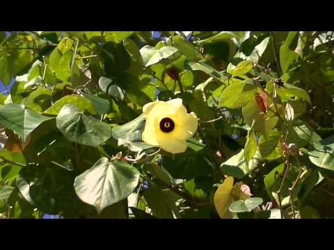 Hibisco marítimo: Hibiscus tiliaceus