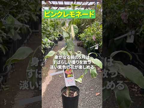 園芸 四季のレモンの木