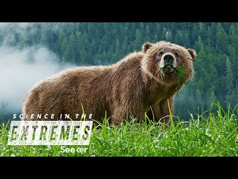 Capturing and Tracking Wild Grizzly Bears in Yellowstone