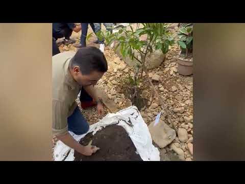 Belize Honors George Price with New Botanical Garden, Booklet, and Art Exhibit PT 1