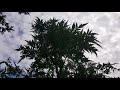 Supafreak Stealthgrow