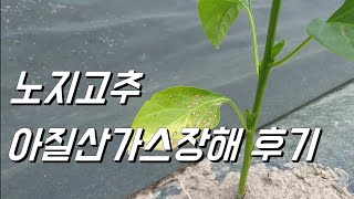 노지고추. 아질산가스장해 보셨나요? 원인.증상 및 후기