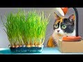 WE GREW ONIONS ON THE TABLE