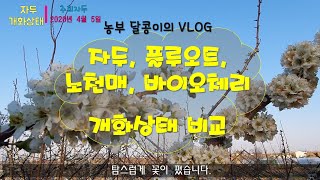 [VLOG] 꽃으로 시작해 똥으로 끝난 영상 - 플루오트, 노천매, 자두, 바이오체리 개화상태 비교