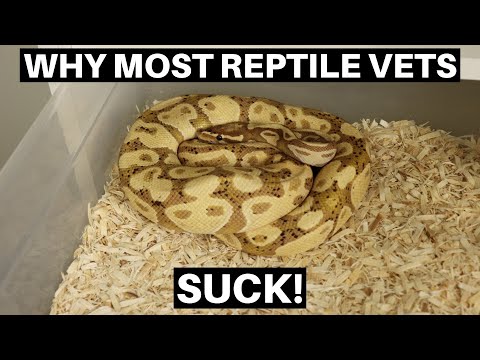 YouTube video about: How much do reptile vets cost?