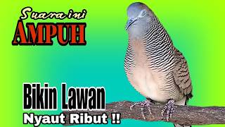 Download lagu PANCINGAN PERKUTUT SUARA AMPUH MENGUNDANG BUNYI SEMUA JENIS PERKUTUT 100% BIKIN GACOR mp3