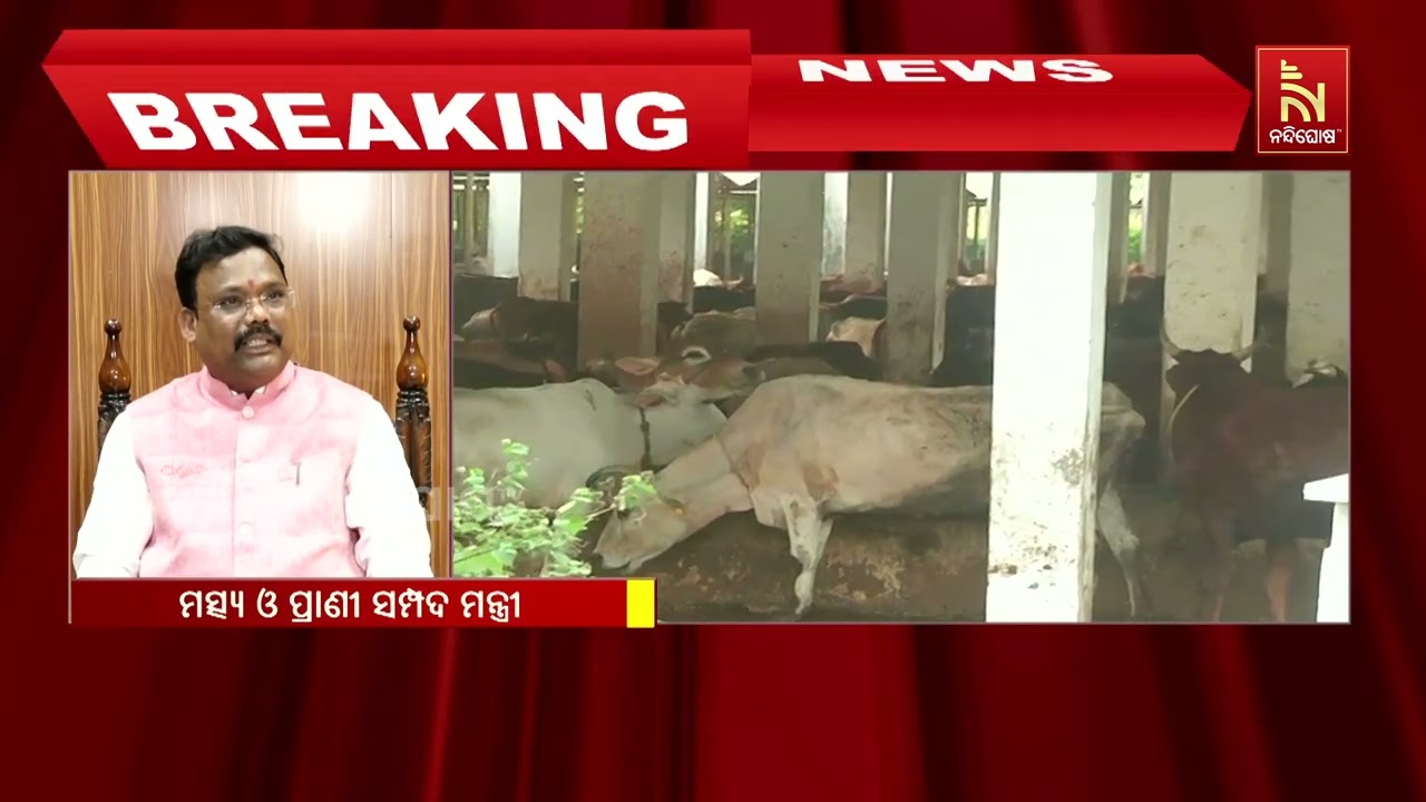 ପ୍ରଦୂଷଣ ରୋକିବ ଗାଈ ଗୋବର । ଗୋବରକୁ ବହୁଳ ଭାବେ ବ୍ୟବହାର କର?