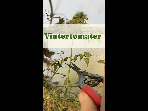 Vintertomater - Trädgårdshacks med GardenR