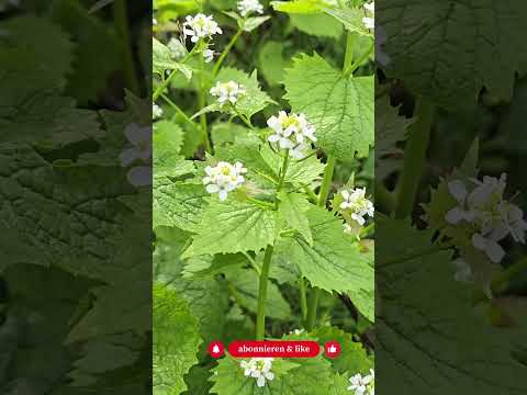 Top 5 Frühblüher, die füttern, wenn dein Garten noch „leer“ ist - Gartenexpedition #shorts