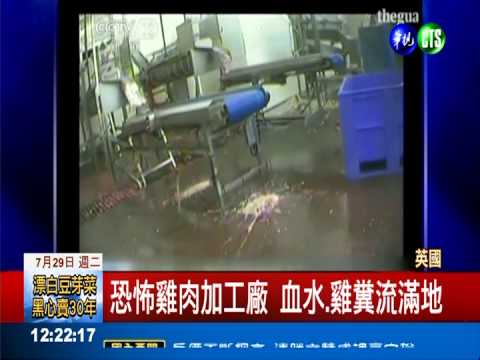 恐怖雞肉加工廠 血水.雞糞流滿地