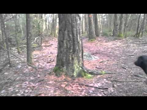 DoggieDog Dagis & Hundpensionat i Bohus, Ale