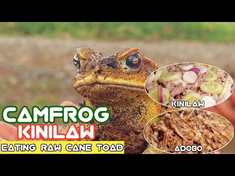Kinilaw na Palakang Karag || Eating raw Poisonous Cane Toads || How to prepare this kind of dish?