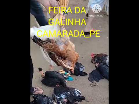FEIRA DA GALINHA em Cumarú Pernambuco.#shortsfeed #videoshorts #shortsviral
