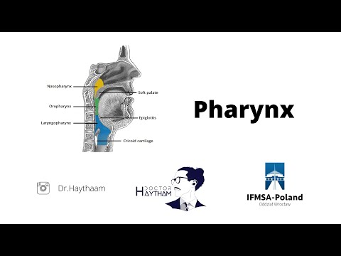 The Pharynx | The innervations | The vascularization | The muscles | The contents | The parts