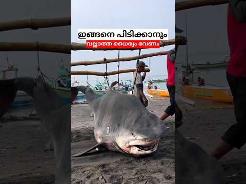 സ്രാവിനോട്‌ ഉള്ള ക്രൂരത കണ്ടോ #shorts #fishing #sharks