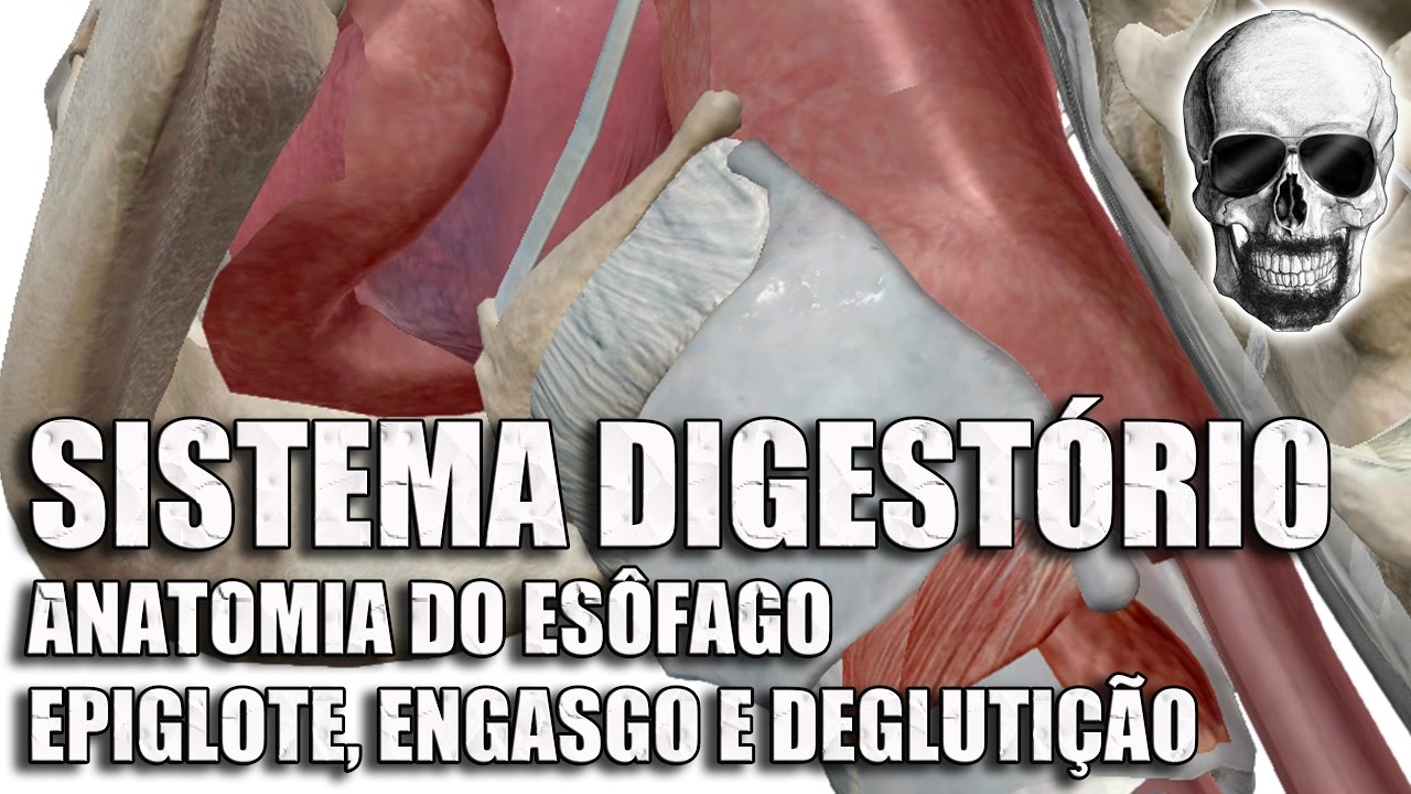 Vídeo Aula 154 | Anatomia Humana | Sistema Digestório: Anatomia do Esôfago, Epiglote e Engasgos