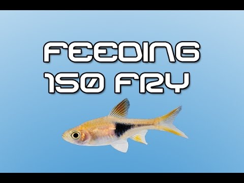 Feeding 150 fry and the rest of the tropical fish room!