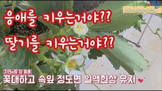 이제 관부탄저병, 위황병 결과는 어느 정도 했으니 근권 염류EC 관리 그리고 응애와의 싸움 딸기 농가 지금 …