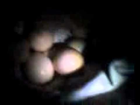 sagupaan ng ganador2011