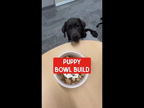 How to Build the Perfect Bowl for Your Puppy! 🥣✨