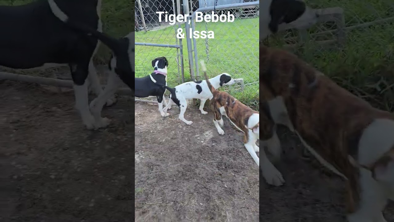 Enlarge Issa, a Adoptable Mixed Breed in Hinesville, GA video 6/6