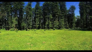 Download lagu 1 Jam suara burung di pepohonan - relaxing and calming sound - ASMR mp3