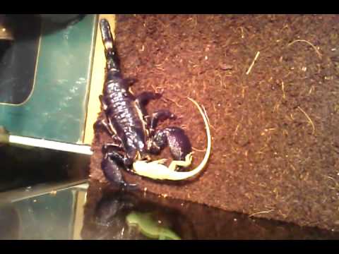 Scorpion VS Lizard