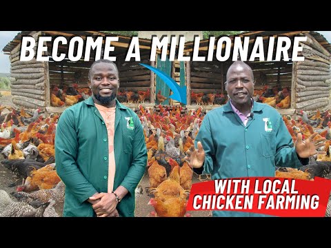 How To Become a Millionaire With Local Chicken Farming  In a Few Months