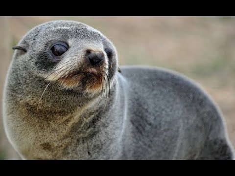 Fur seals - Oceanic Island | Ocean Wildlife Documentary 2018