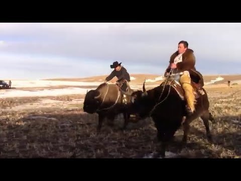 Guy on a Buffalo races Texas Longhorn!