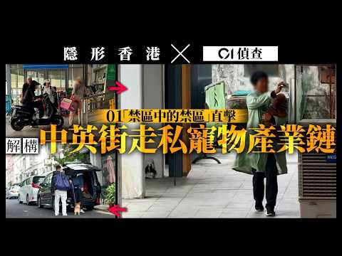 【隱形香港 x 01偵查】禁區直擊完整解構中英街走私寵物產業鏈　深港三關卡全無截查｜沙頭角｜寵物託運｜貓狗｜過關｜深圳｜香港｜調查報道｜01新聞