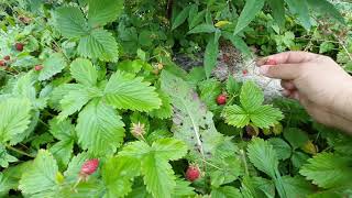 PICKING WILD STRAWBERRY | VERY SWEET, TASTY AND ORGANIC