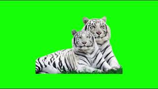 Download lagu Green Screen White Tigers  |  Graphics For Videos No Copyright (Free To Use) mp3
