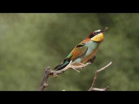 Abejaruco común ( Merops apiaster ) Bee-eater